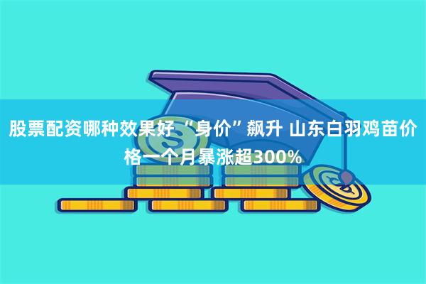 股票配资哪种效果好 “身价”飙升 山东白羽鸡苗价格一个月暴涨超300%